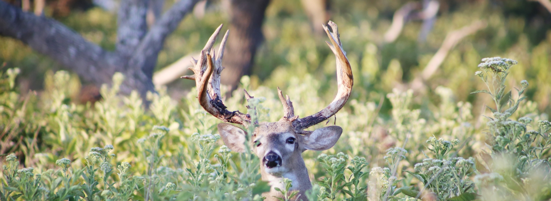 Texas Hill Country Elk, Whitetail Deer Hunting Preserve Cinco Canyon Ranch Fredericksburg, TX